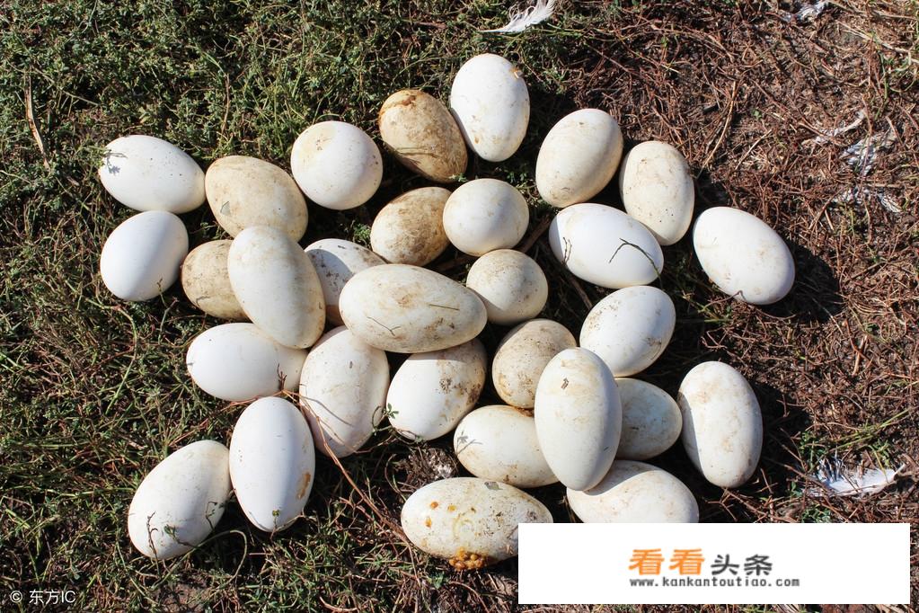 孕妇什么时间吃鹅蛋好？孕期能不能吃鹅蛋呢？
