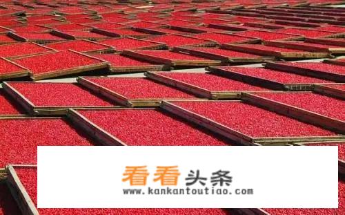 枸杞有什么作用，枸杞有哪些好处？