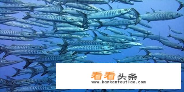 沙丁鱼究竟是什么鱼?有图片吗？