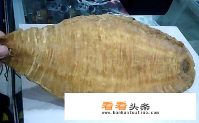 米鱼胶百科？
