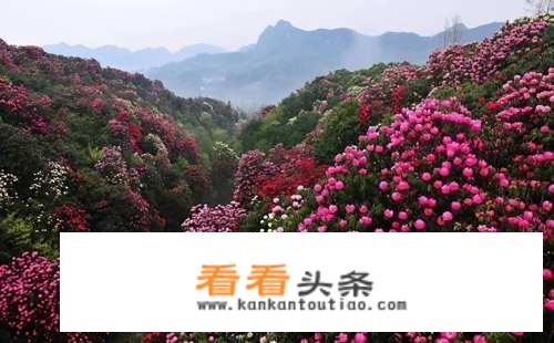 毕节百里杜鹃住宿攻略？