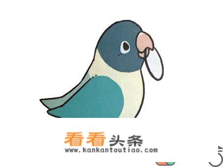 和鹦鹉互动的12种 *** ？