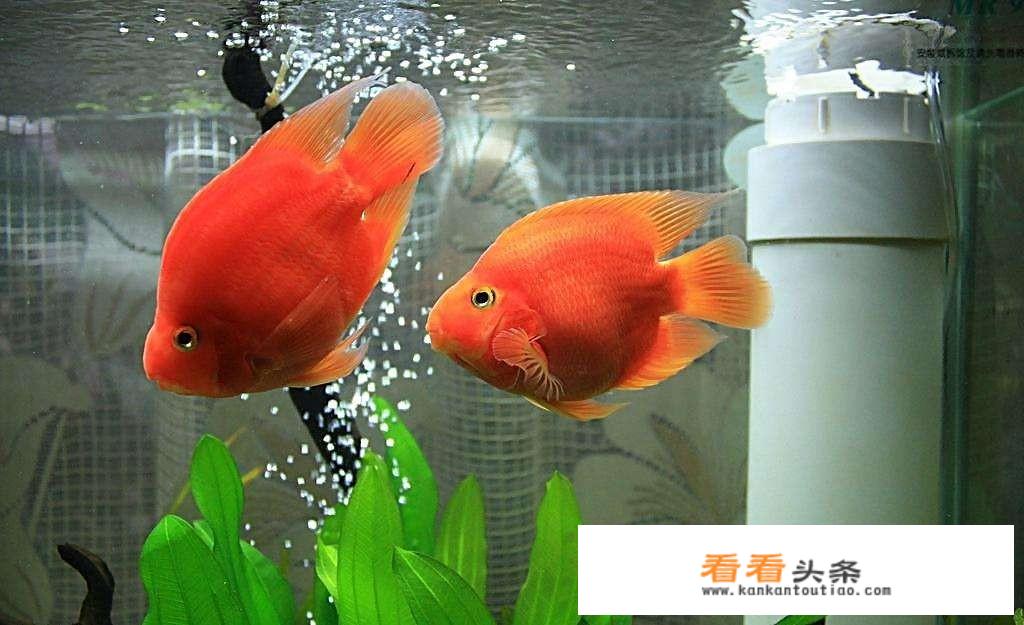 和鹦鹉互动的12种 *** ？