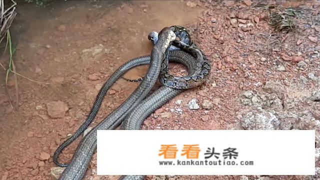 眼镜王蛇在亚洲能不能算的上杀手之王？