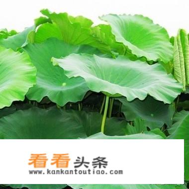 一亩田蔬菜能卖多少？