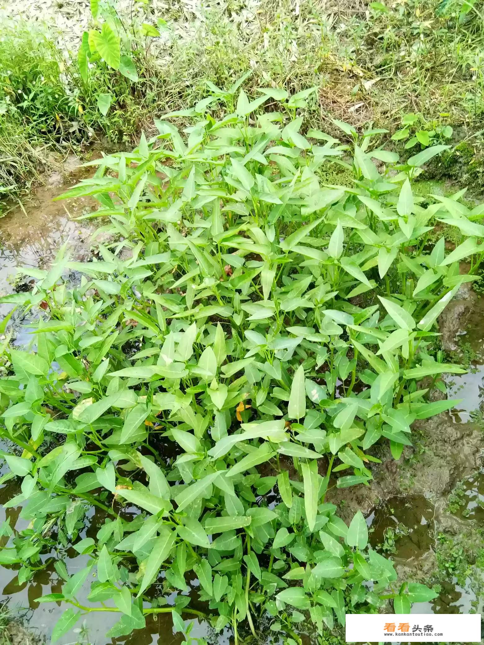 一亩田蔬菜能卖多少？