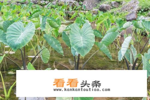 一亩田蔬菜能卖多少？