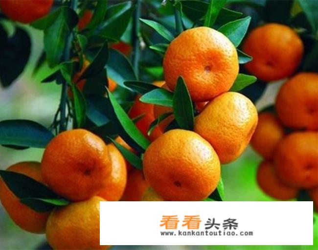 橘子罐头是怎么做的？