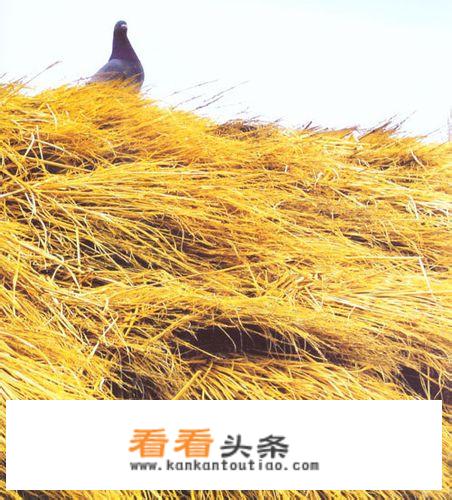  *** 臭豆腐教程？