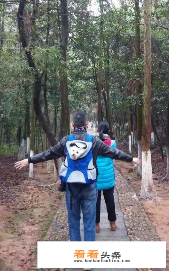 小狗爱旅游最后一关怎么通过？