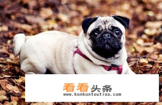 巴哥犬的饲养 *** 和注意事项？