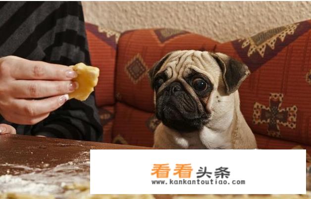 巴哥犬的饲养 *** 和注意事项？