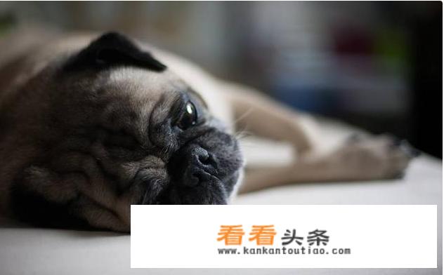 巴哥犬的饲养 *** 和注意事项？