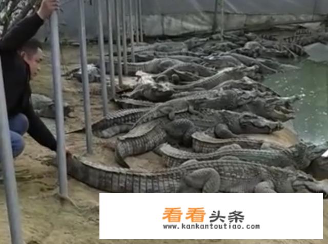 鳄鱼女包哪里的好？什么品牌牌子的鳄鱼女包时尚漂亮？