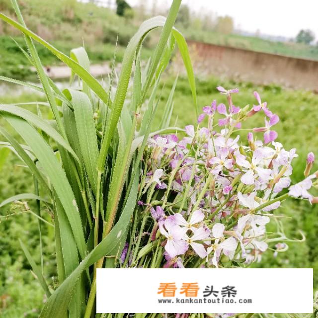 童年最后一段摘抄评析？