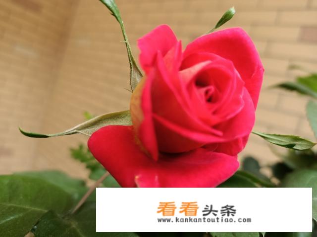 童年最后一段摘抄评析？