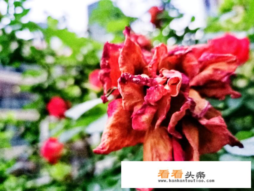 童年最后一段摘抄评析？