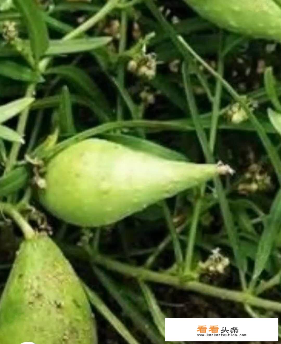 怎么找野地瓜？