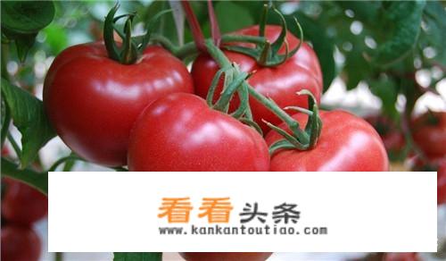 西红柿炒卷心菜怎么做？