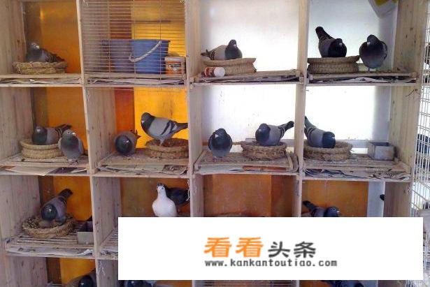 盐酸沙拉沙星片能预防鸽子什么病？