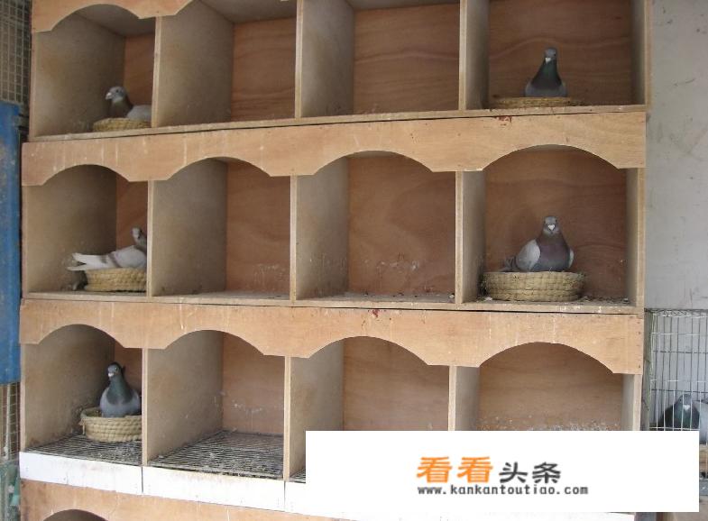 盐酸沙拉沙星片能预防鸽子什么病？