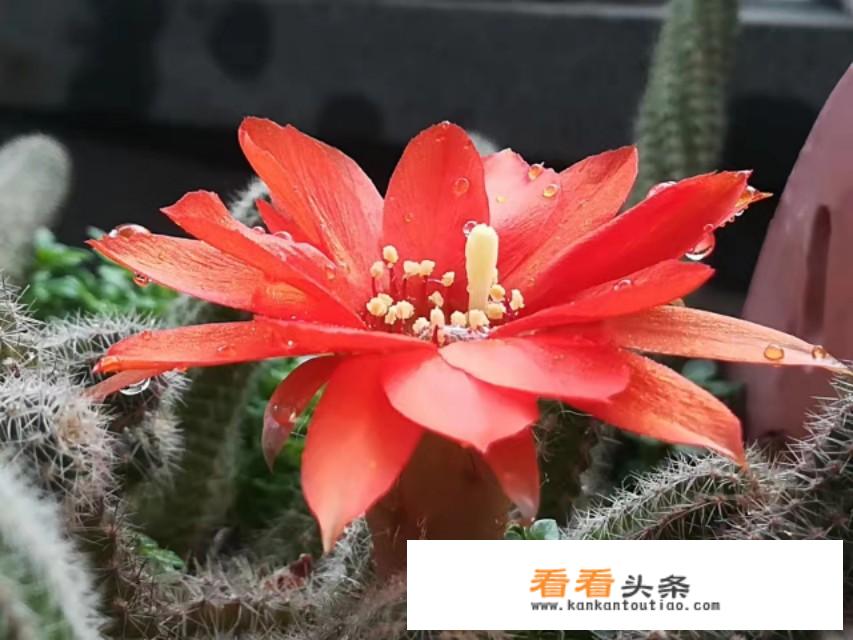 为啥我做的清蒸鲈鱼那么腥？