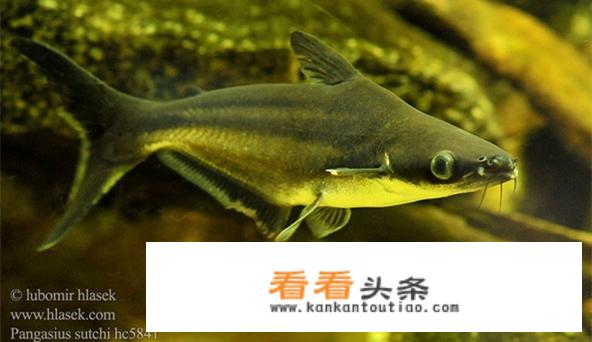 巴沙鱼好吃吗为什么很少人吃？