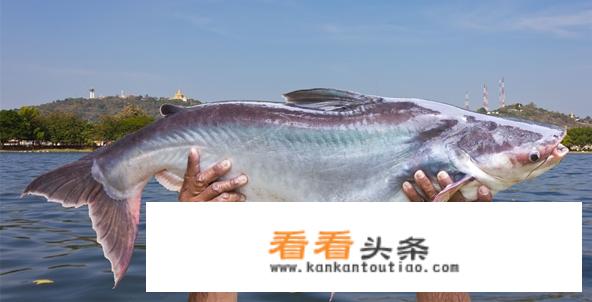 巴沙鱼好吃吗为什么很少人吃？