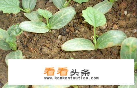黄瓜冬瓜南瓜丝瓜苗怎么区别？