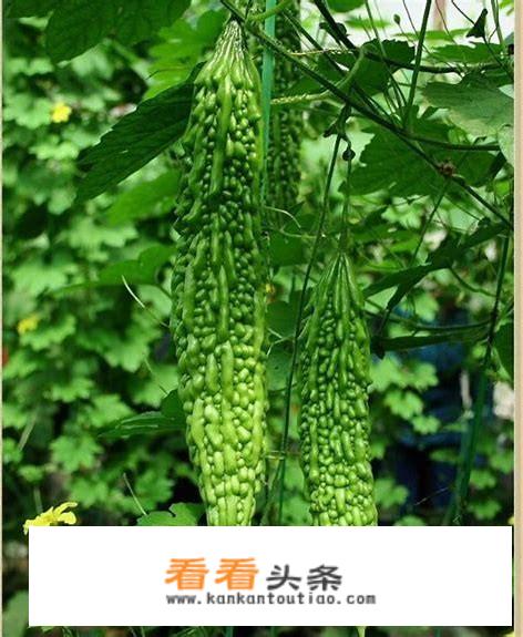 黄瓜冬瓜南瓜丝瓜苗怎么区别？