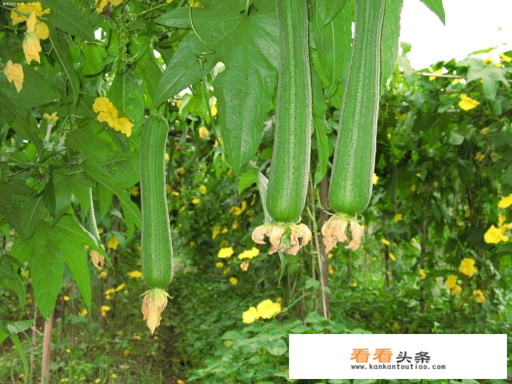 黄瓜冬瓜南瓜丝瓜苗怎么区别？