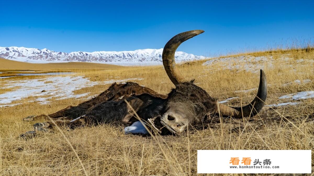 为什么说新疆的阿尔金无人区很危险，千万不要独自一个人前往？
