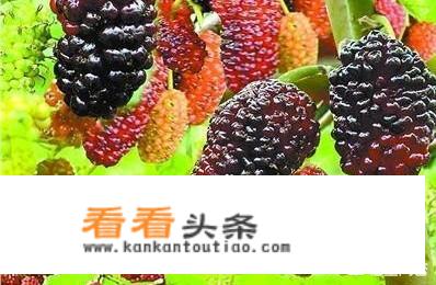 宝桑园桑果浆介绍？