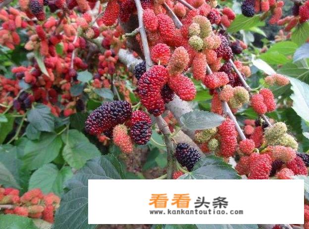 宝桑园桑果浆介绍？