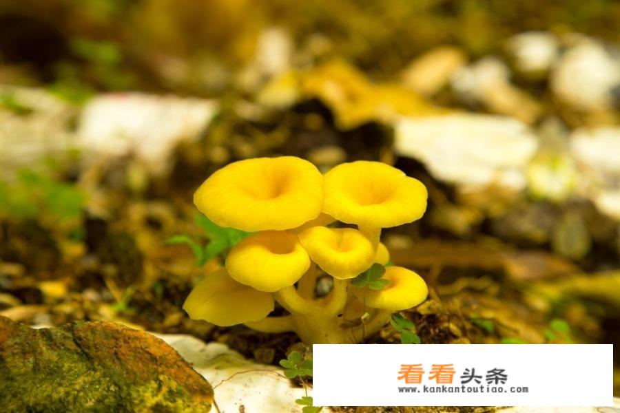 黄金菇口感怎么样？