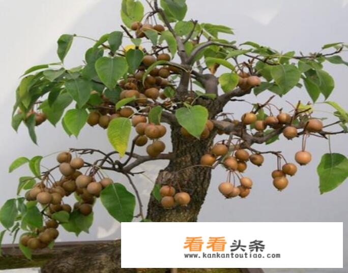 棠梨冬天怕冷吗？