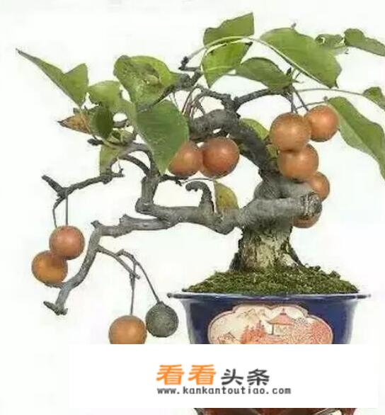 棠梨冬天怕冷吗？