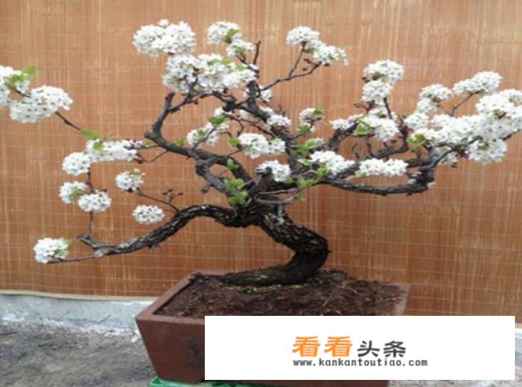 棠梨冬天怕冷吗？