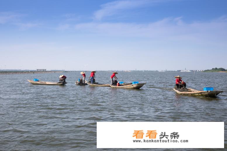 为什么阳澄湖大闸蟹更肥美？