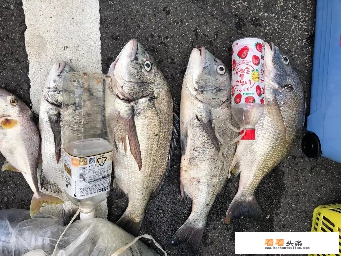 夏天青岛和厦门哪个更值得旅游？