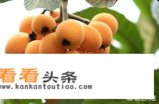 南方枇杷熟了，枇杷浑身是宝，哪些人不能多吃枇杷或使用枇杷叶、枇杷核？