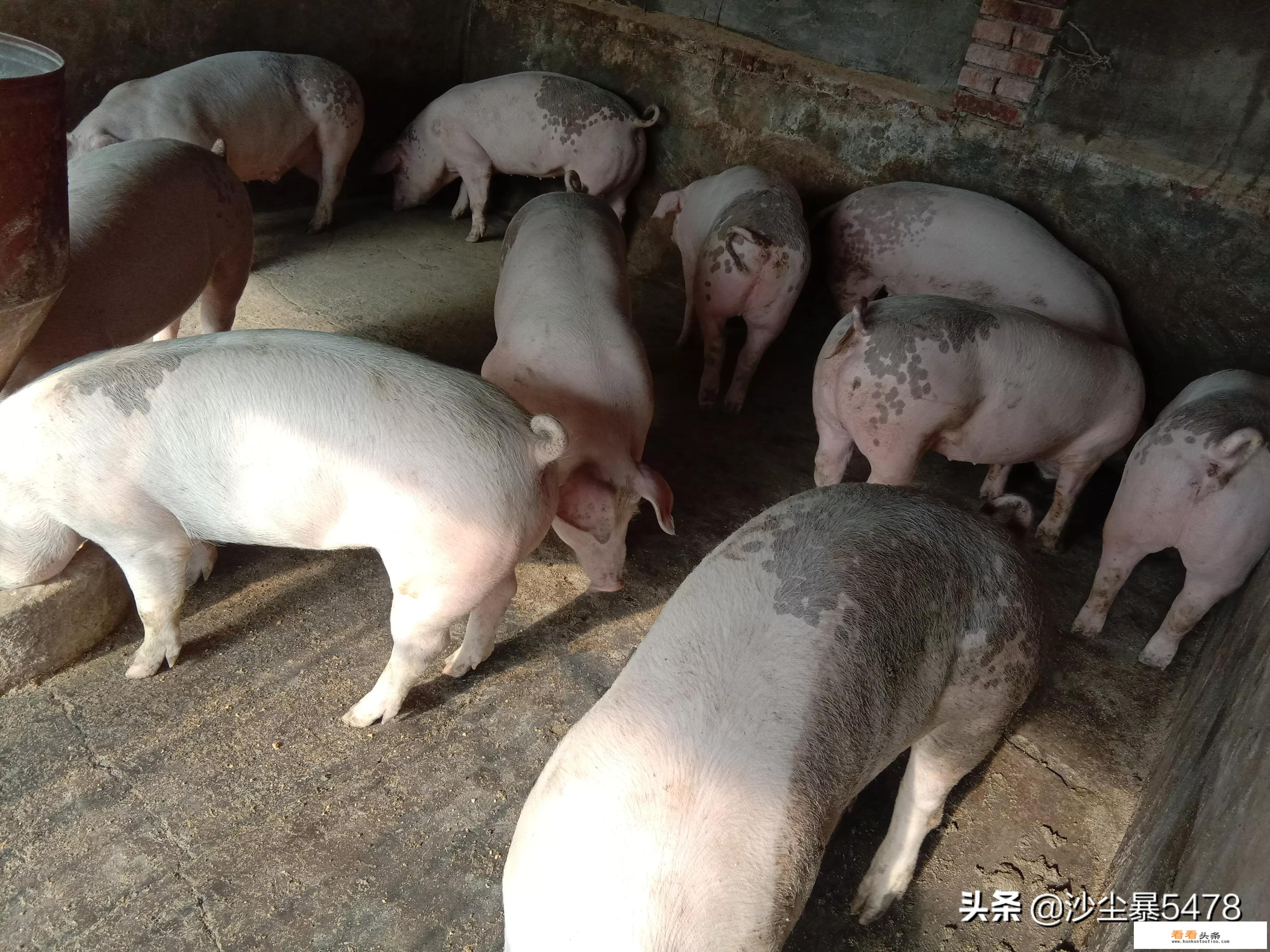 有人说小猪苗价格落到300多元了，是真的吗？