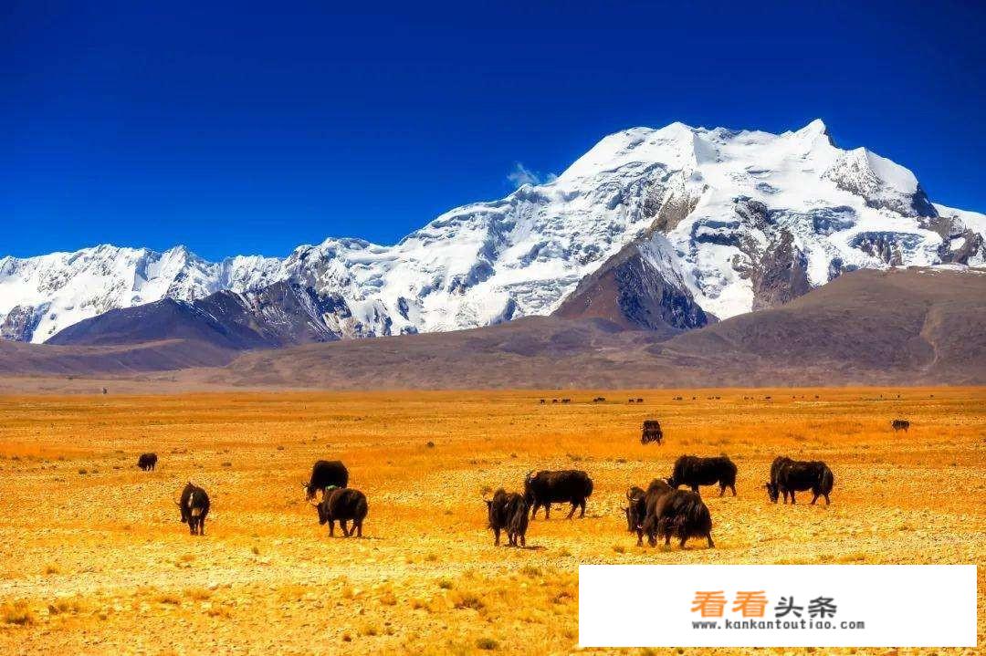游咔怎么搜索？