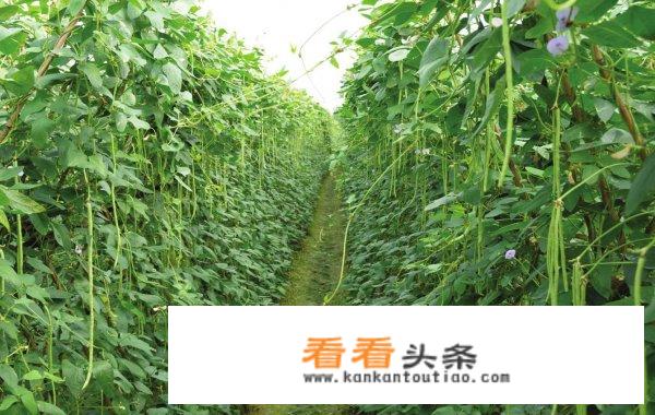 豇豆和芸豆图片区别？