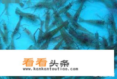 醉虾怎么做？