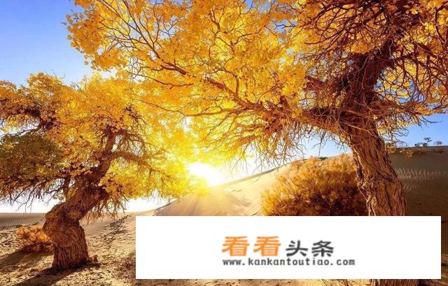 新疆胡杨林最佳观赏时间？