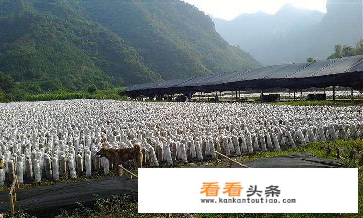 天天吃木耳好不好呢？