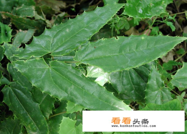 巴戟天、淫羊藿、仙茅三者效用如何区别？