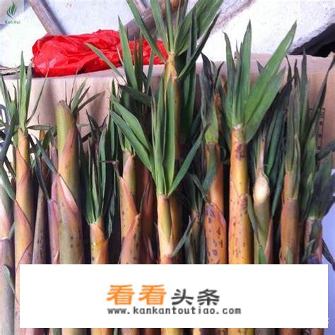 吃竹笋有什么好处和坏处吃竹笋做法和禁忌？