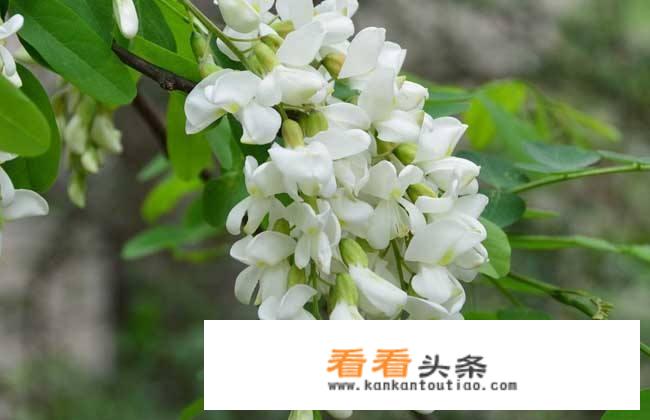 网上买新鲜的洋槐花最少8块钱一斤，很多人购买，农村人能不能靠卖洋槐花致富？